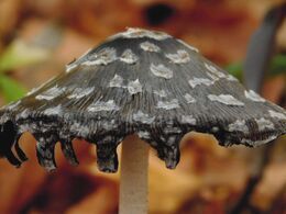 Natália Kašičková - Tanečnica (základné školy)