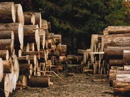 Rebecca Bencová - Premeny lesa (stredné školy, Cena Združenia zamestnávateľov lesného hospodárstva na Slovensku)