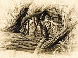 Ádám Török -Smútok prírody (základné školy, Uznanie)