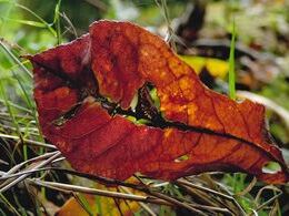 Filip Vacaru - Jemné svetlo (základné školy, 3. cena)