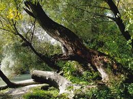 Filip Vacaru - Les zakrýva tajomstvá (základné školy, 3. cena)