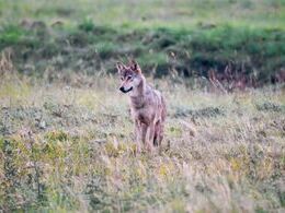 Jakub Polomský - Podvečerné prekvapenie (stredné školy, Uznanie)