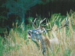 Jakub Polomský - Ručiaci kráľ (stredné školy, Uznanie)