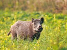 Kristián Gregor - Fotomodelka (stredné školy)