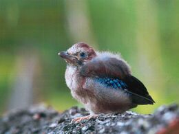 Kristián Gregor - Zrod prírody (stredné školy)