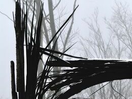 Mário Lupták - Premeny lesa (základné školy, 1. cena)