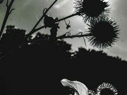 Mattia Zizza - Kontrasty (základné školy)