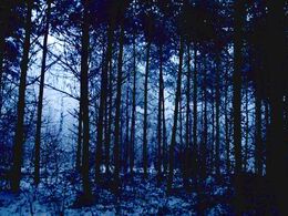 Matúš Géci - V hlbokom spánku (stredné školy, Cena Združenia zamestnávateľov lesného hospodárstva na Slovensku)