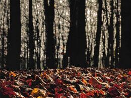 Ondrej Dubnička - Márnivá jeseň (stredné školy, 1. cena)