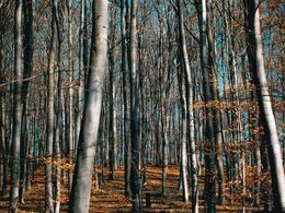 Ondrej Dubnička - V spleti ciest a poblúdení (stredné školy,  1. cena)