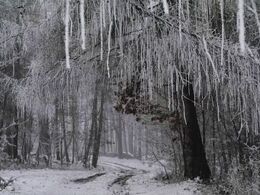 Patrik Bohunský - Čaro zimného lesa (stredné školy, 3. cena)