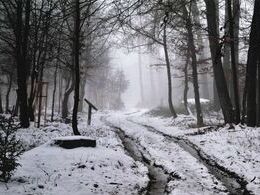 Patrik Bohunský - Lesná cesta (stredné školy, 3. cena)