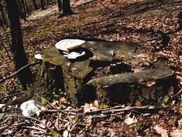 Radoslav Rohárik - Prestreté pre hostí (základné školy)