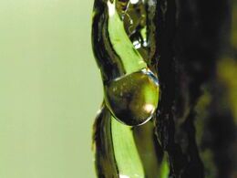 Rebecca Bencová - Jar (stredné školy)