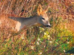 Samuel Kutiš - Srna lesná (stredné školy)