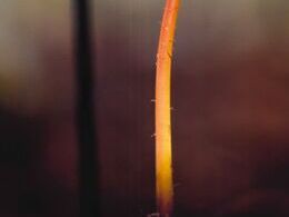 Tatiana Ježeková - Klíček (stredné školy)