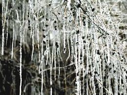 Viktória Ondrejková - Biely závoj (základné školy)