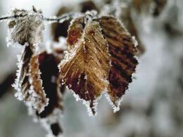 Viktória Ondrejková - Mrznúce listy (základné školy)