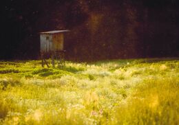 Adam Kicko - Letný peľ, (stredné školy)