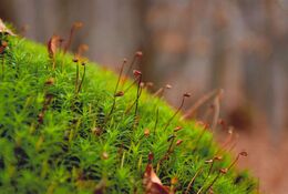 Barbora Halušková - Lesní škriatkovia (základné školy)