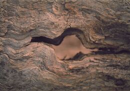 Boris Červenakov - Oko stromu (základné školy, 1. cena)