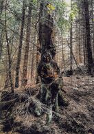 Jonáš Frolo - Prales (základné školy, 2. cena)