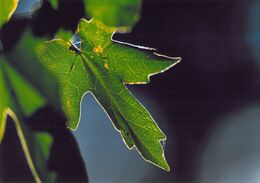 Katarína Majdlenová - Cesta svetla (zákldné školy)