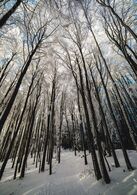 Oliver Skukálek - Zimná krajina (stredné školy, Cena Združenia zamestnávateľov lesného hospodárstva na Slovensku)