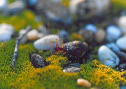 Tomáš Frolo - Lesné tajomstvá (základné školy)