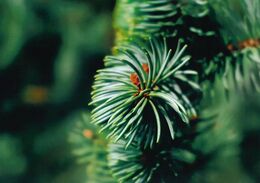 Adam Timko - Mäkká armáda (stredné školy)