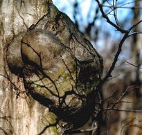 Alexander Adam - Schovávačka (základné školy)