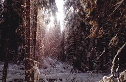 Eliška Beňadiková - Sneženie v lese (základné školy)