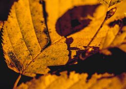 Filip Pavlac - Sieť (stredné školy, 3. cena)