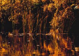 Filip Pavlac - Zrkadlo jesene (stredné školy, 3. cena)
