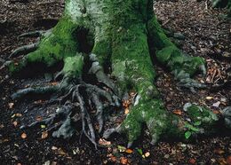 Jakub Ďuriač - Dinosauria laba (základné školy)