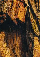 Karim Fakhouri - Neviditeľná pasca (stredné školy)