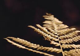 Lenka Koleková - Perspektíva (základné školy)