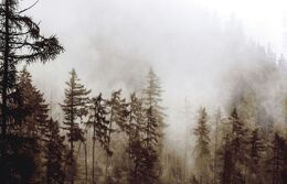 Marek Budai - Hmla (stredné školy, 1. cena)