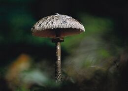 Matúš Šamudovský - Biela tanečnica (základné školy)