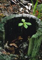 Oliver Kanala - Nový život (základné školy, 1. cena)