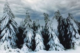 Rudolf Garaj - Rada starších (stredné školy)