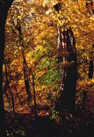 Viliam Majdlen - Odhalený (základné školy, 3. cena)