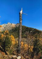 Vincent Imrich - Zlomený strom (základné školy, Cena Združenia zamestnávateľov lesného hospodárstva na Slovensku)