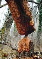 Alexander Kopásek - Bobria zátoka 2 (základné školy, 2. cena)