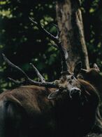 Andrej Varmecký - Kráľ lesa (stredné školy)