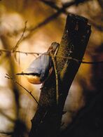 Andrej Varmecký - Ranné vtáča (stredné školy)