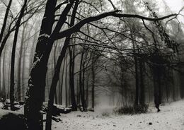 Bianka Bartúnková - Smutný strom (stredné školy)