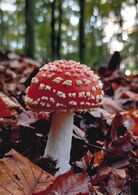 Boris Červenakov - Tajomstvá Kolibského lesa 2 (základné školy, 3. cena)