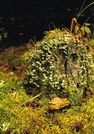 Daniel Kliment - Koral (stredné školy, 3. cena)