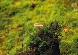 Daniel Kliment - Mudrc na vrchu (stredné školy, 3. cena)